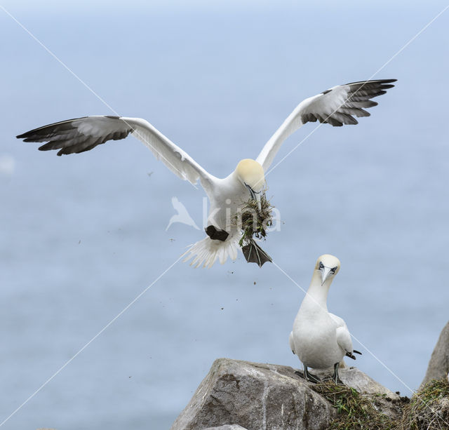 Northern Gannet (Morus bassanus)