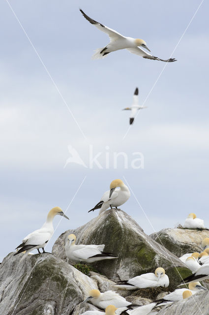 Northern Gannet (Morus bassanus)