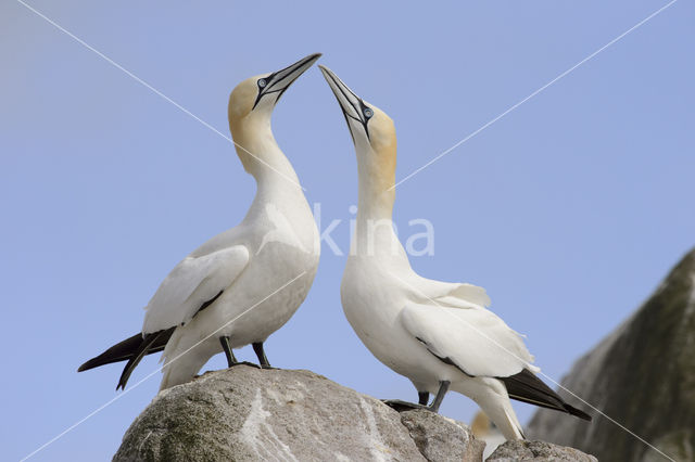 Northern Gannet (Morus bassanus)