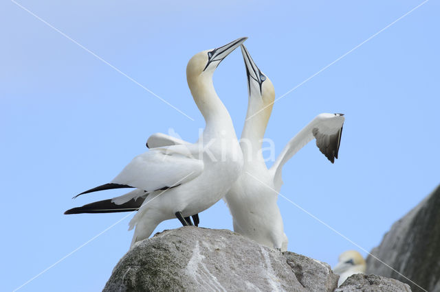Northern Gannet (Morus bassanus)