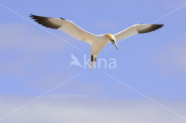 Northern Gannet (Morus bassanus)