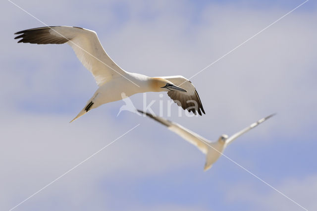 Northern Gannet (Morus bassanus)