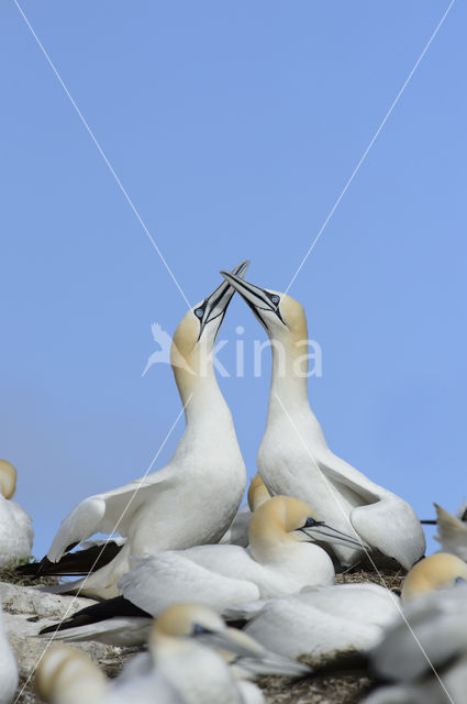 Northern Gannet (Morus bassanus)