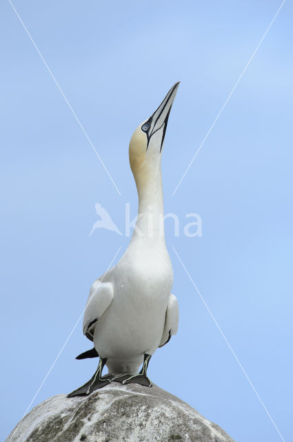 Northern Gannet (Morus bassanus)