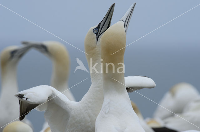 Northern Gannet (Morus bassanus)