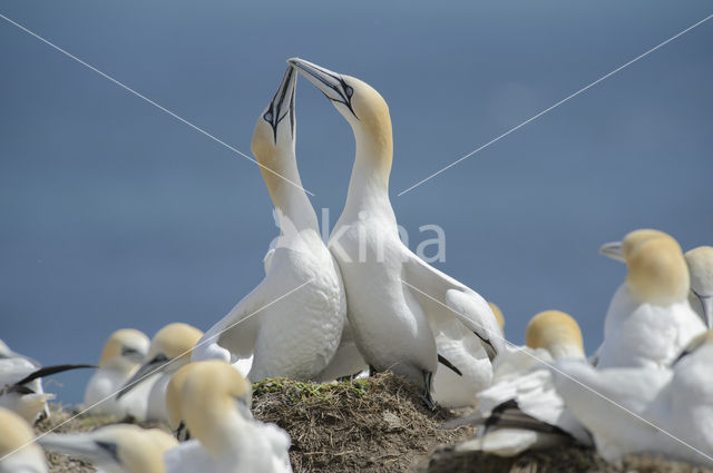 Northern Gannet (Morus bassanus)