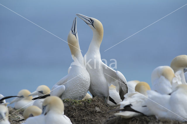 Northern Gannet (Morus bassanus)