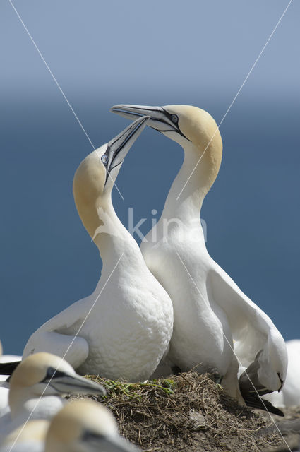 Northern Gannet (Morus bassanus)