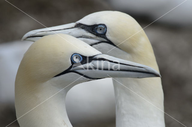 Northern Gannet (Morus bassanus)