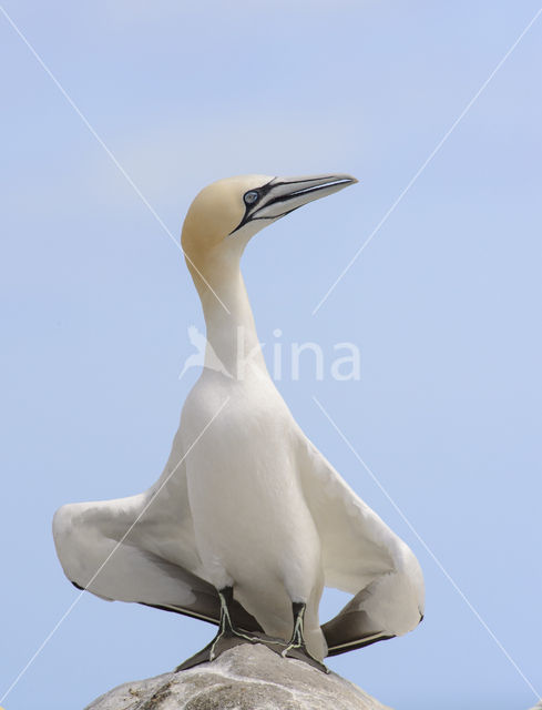 Northern Gannet (Morus bassanus)