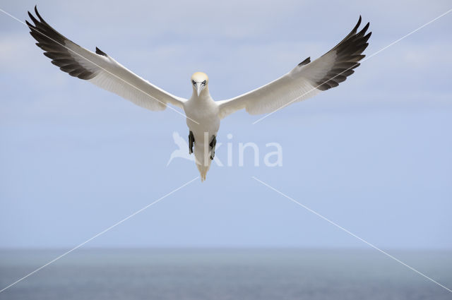 Northern Gannet (Morus bassanus)