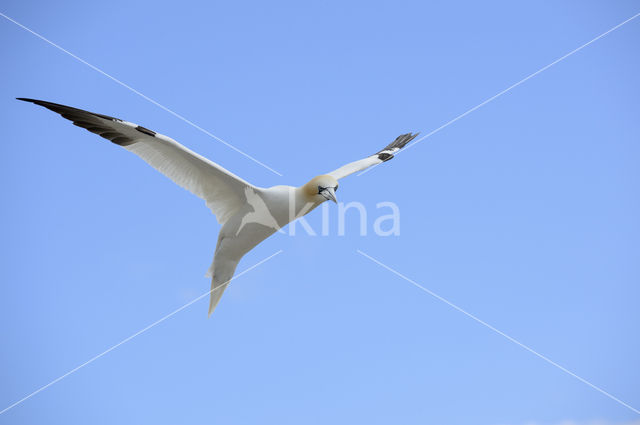 Northern Gannet (Morus bassanus)