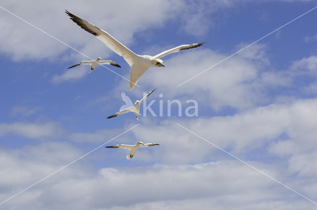 Northern Gannet (Morus bassanus)