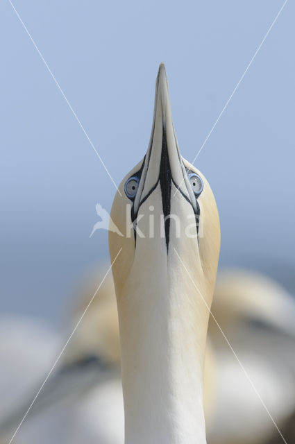 Northern Gannet (Morus bassanus)