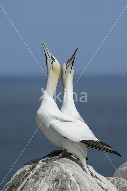 Northern Gannet (Morus bassanus)