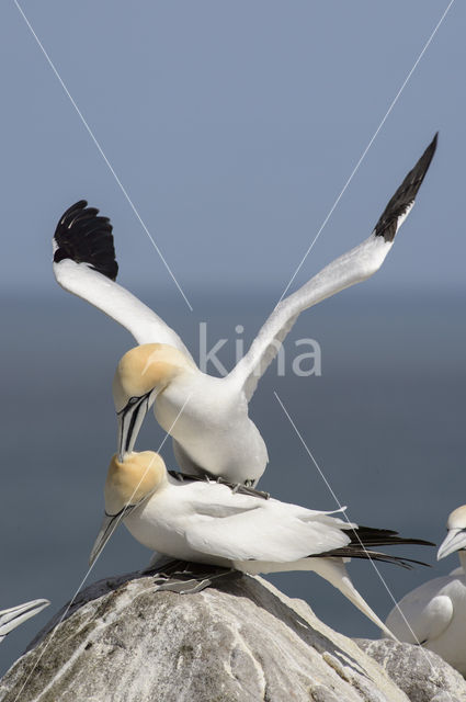 Northern Gannet (Morus bassanus)