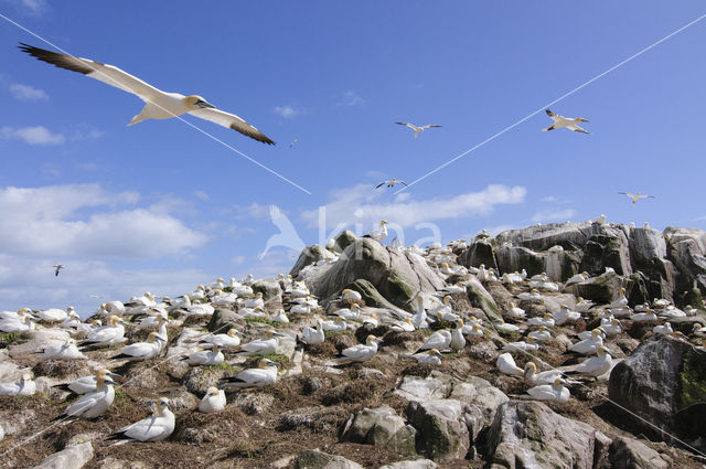 Northern Gannet (Morus bassanus)