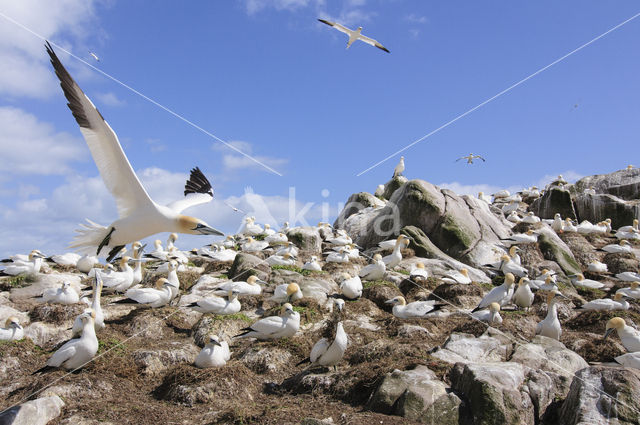 Northern Gannet (Morus bassanus)