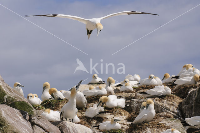 Northern Gannet (Morus bassanus)