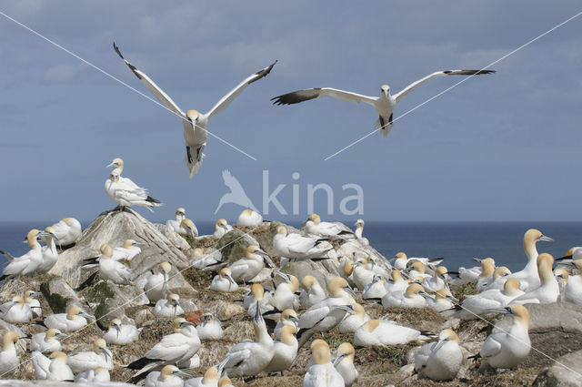 Northern Gannet (Morus bassanus)