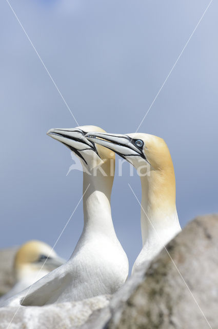 Northern Gannet (Morus bassanus)