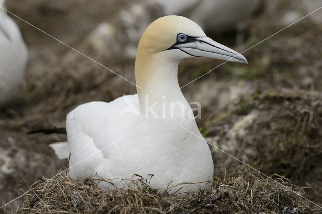 Northern Gannet (Morus bassanus)