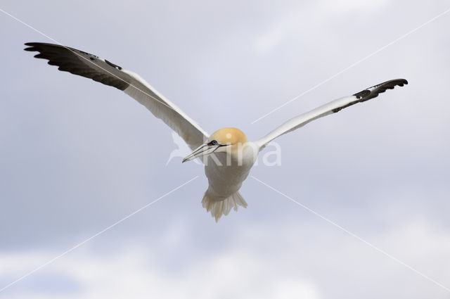 Northern Gannet (Morus bassanus)