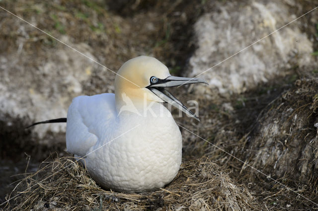 Northern Gannet (Morus bassanus)