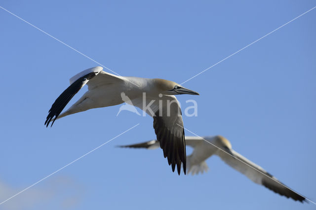 Northern Gannet (Morus bassanus)