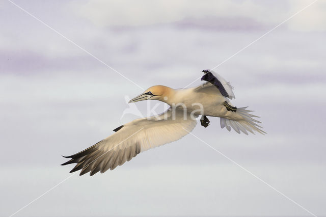 Northern Gannet (Morus bassanus)