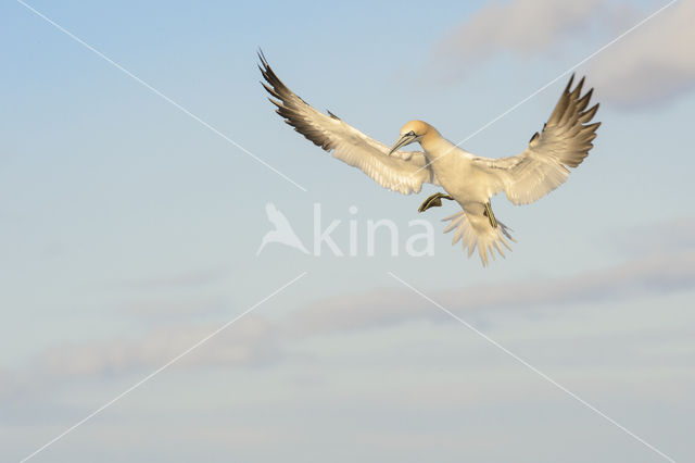 Northern Gannet (Morus bassanus)