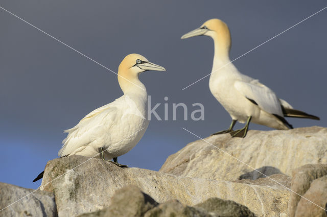 Northern Gannet (Morus bassanus)