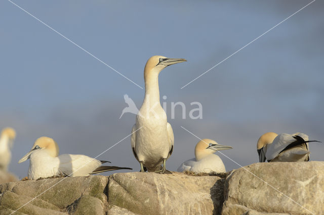 Northern Gannet (Morus bassanus)