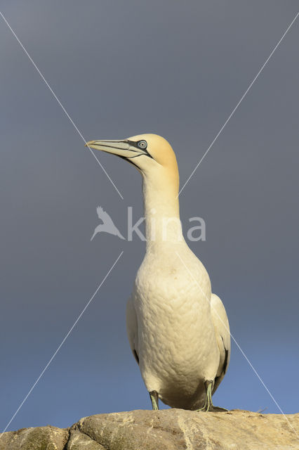 Northern Gannet (Morus bassanus)