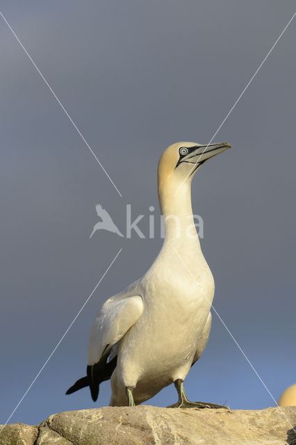 Northern Gannet (Morus bassanus)