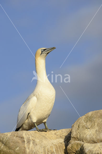 Northern Gannet (Morus bassanus)