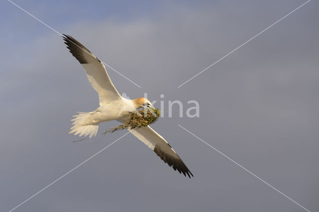 Northern Gannet (Morus bassanus)