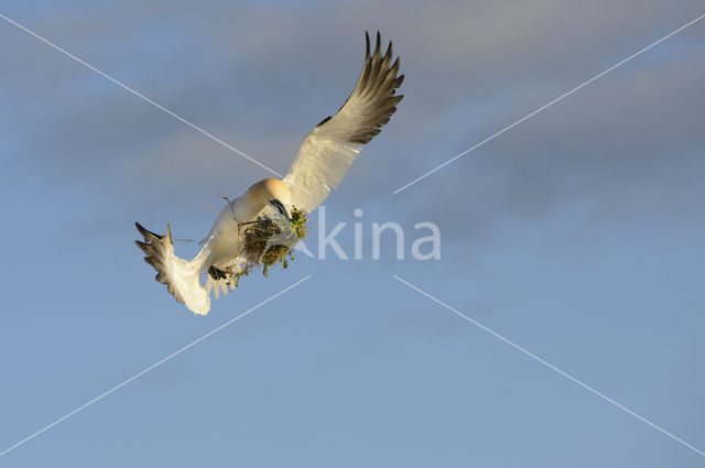 Northern Gannet (Morus bassanus)