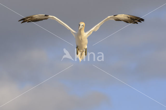 Northern Gannet (Morus bassanus)