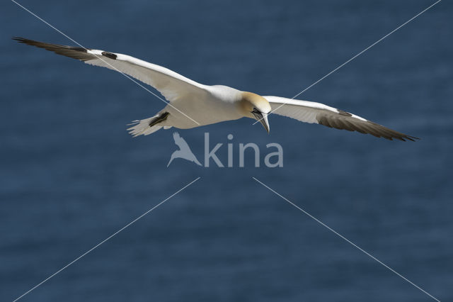 Northern Gannet (Morus bassanus)