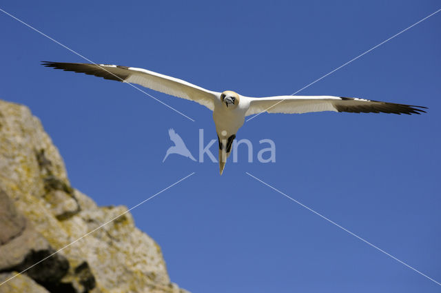 Northern Gannet (Morus bassanus)