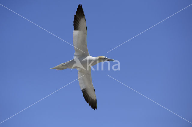 Northern Gannet (Morus bassanus)