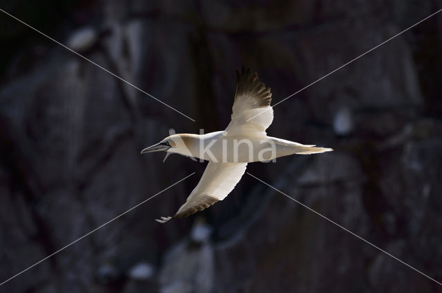 Northern Gannet (Morus bassanus)