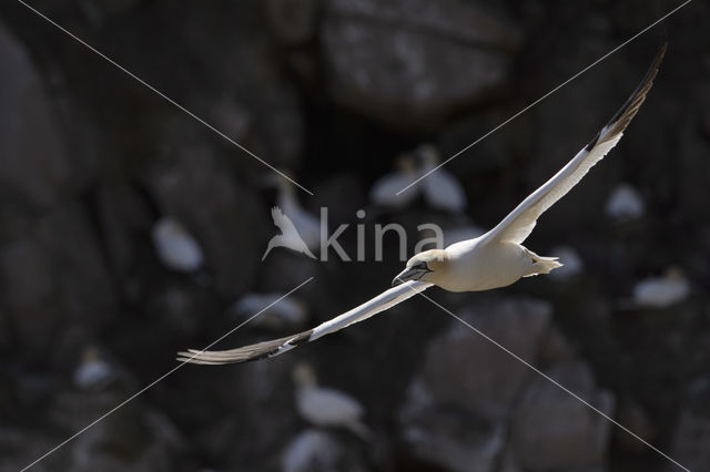 Northern Gannet (Morus bassanus)