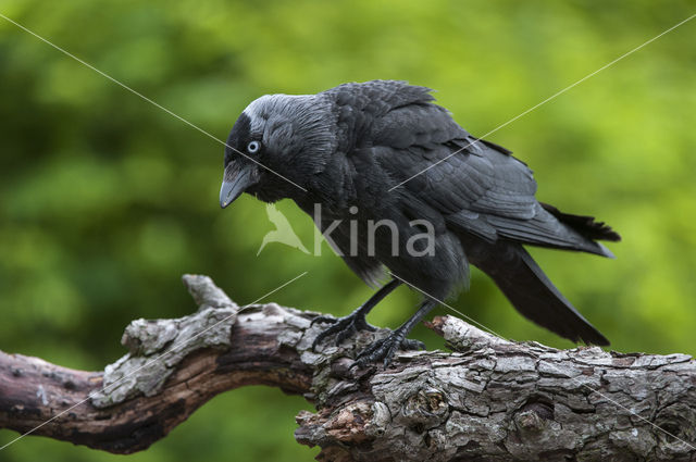 Eurasian Jackdaw (Corvus monedula)