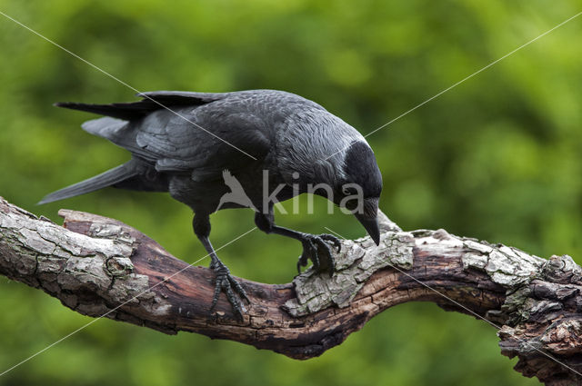 Eurasian Jackdaw (Corvus monedula)