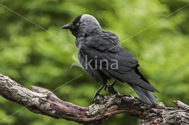 Eurasian Jackdaw (Corvus monedula)