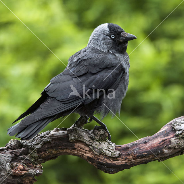 Eurasian Jackdaw (Corvus monedula)