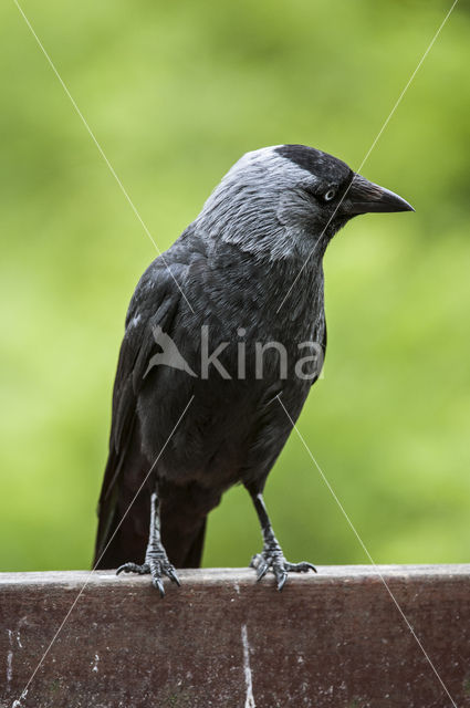 Eurasian Jackdaw (Corvus monedula)