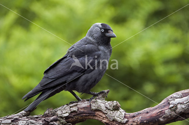 Eurasian Jackdaw (Corvus monedula)